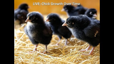 LIVE: Baby Chick Growth Journey Day 1 – Raising Healthy Chickens!