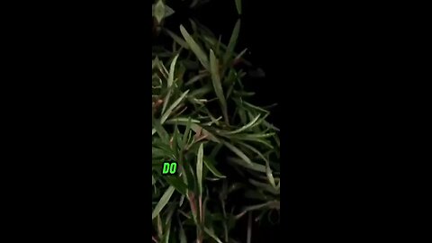 Do you know what happens when you drop Rosemary into bottle of olive oil? 🌱