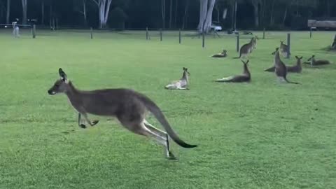 Welcome to Australia 🇦🇺