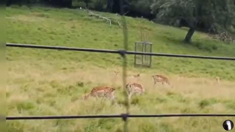 Wildnispark Zurich Langenberg Switzerland Tour