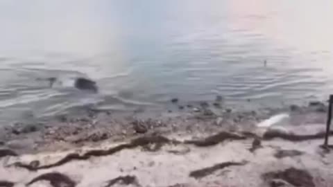 My fish