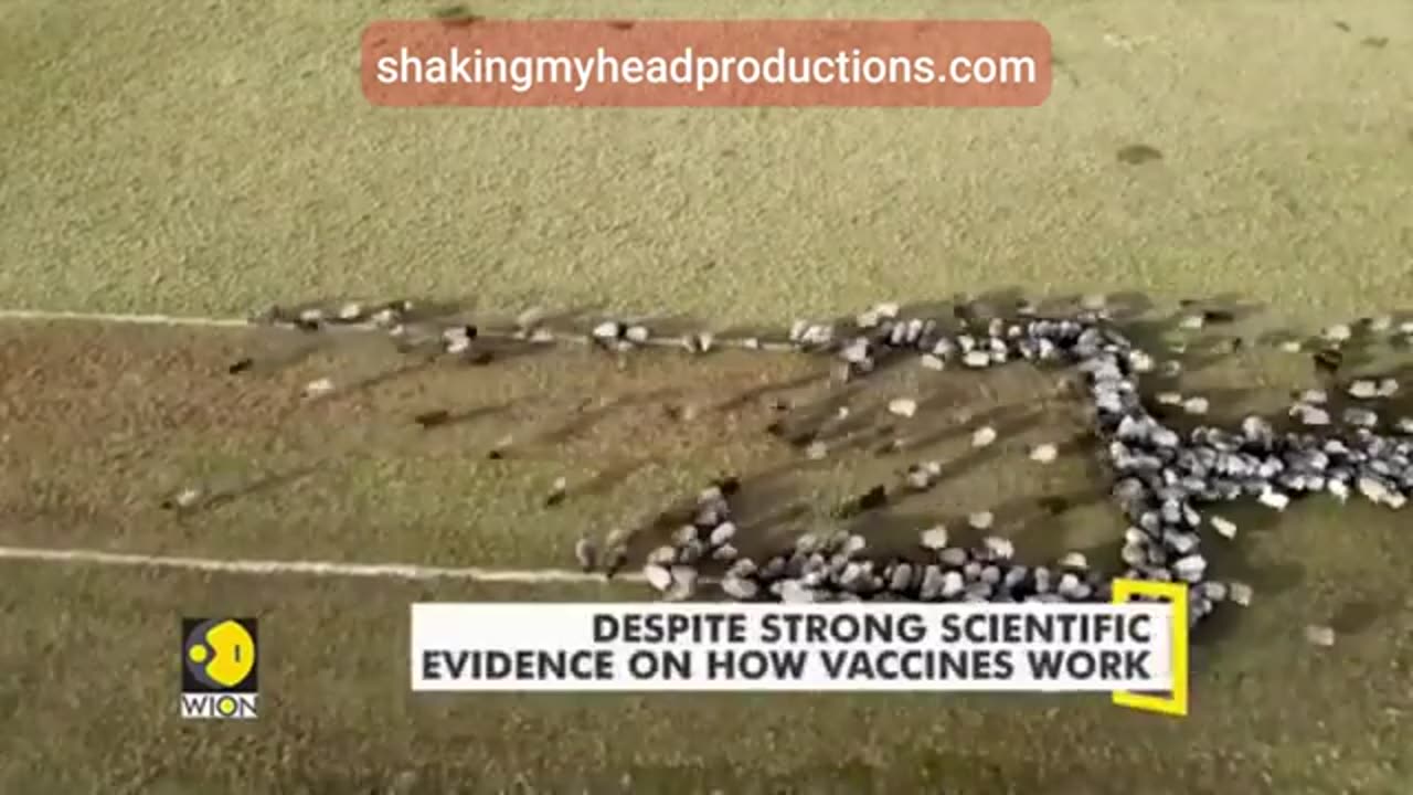 Measles - To Jab Or Not To Jab? A Shaking My Head Production →SMHP