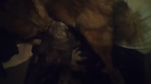 Hungry little bastards