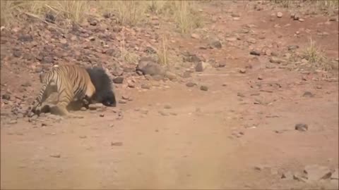 Video captures fierce fight between bear and tiger in India