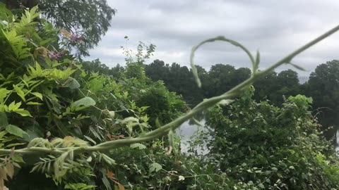ENTANGLEMENT