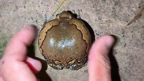 Catch a funny rain frog | Touch the frog to make a funny drum sound | funny friend froggy