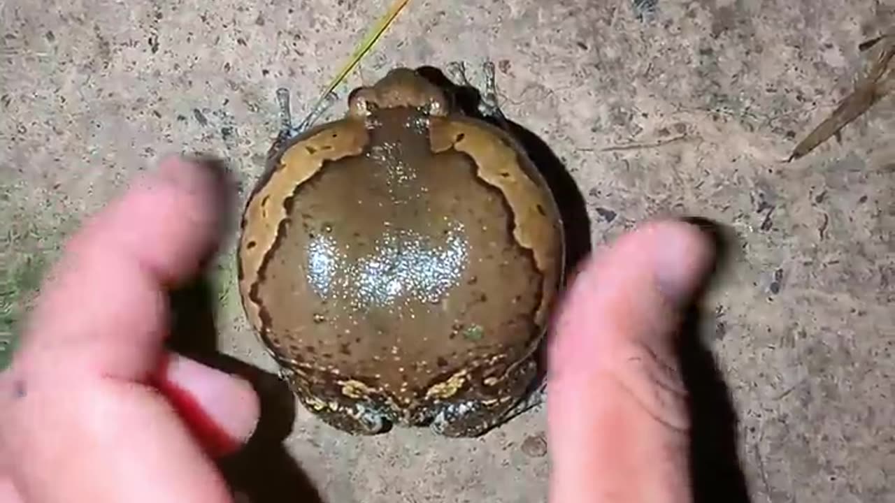 Catch a funny rain frog | Touch the frog to make a funny drum sound | funny friend froggy
