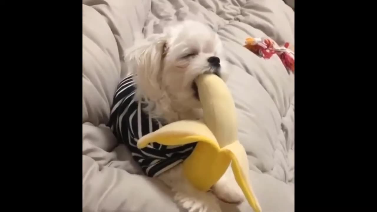 Animals Being Total Weirdos – You Won’t Stop Laughing!