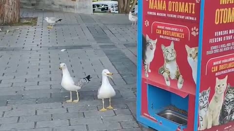 Seagulls