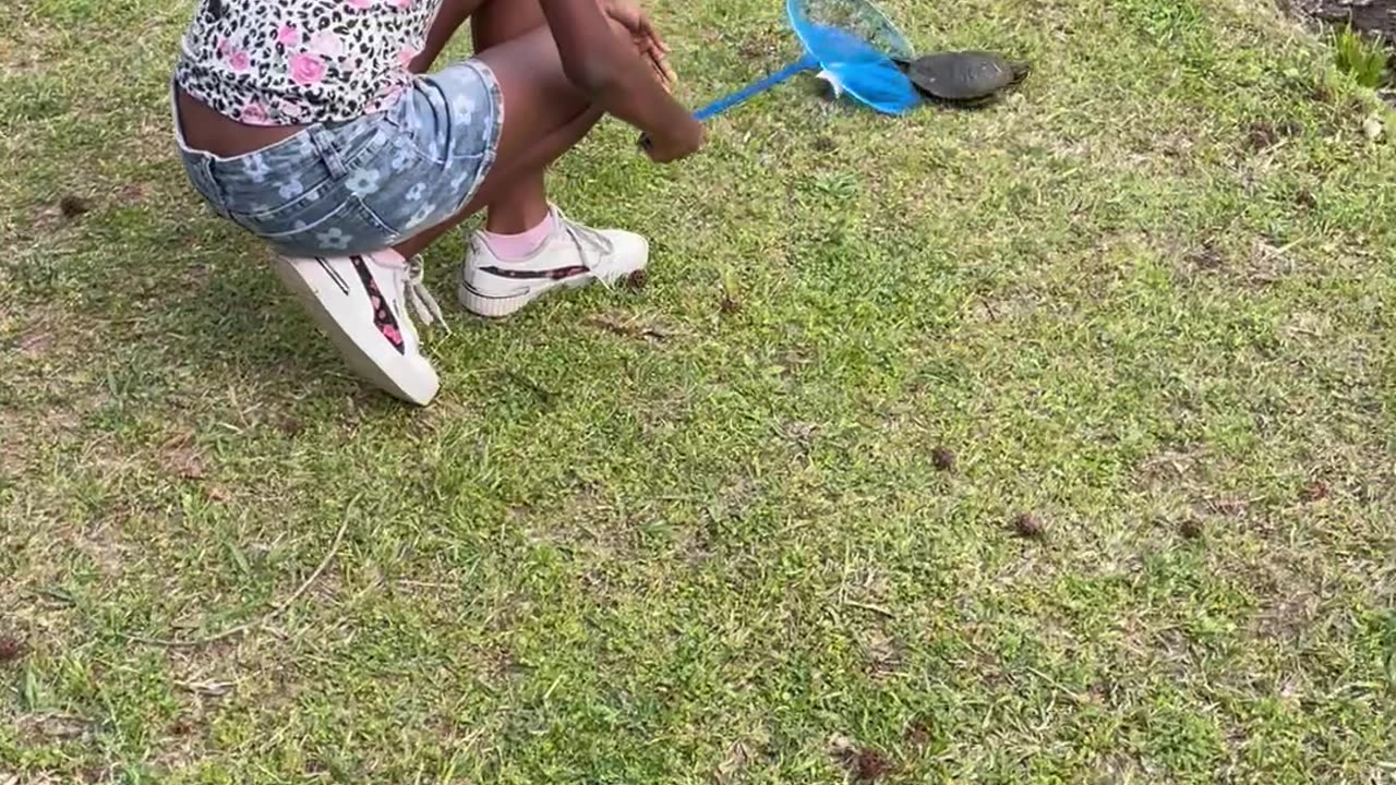 Released Turtle Instantly Flips Over