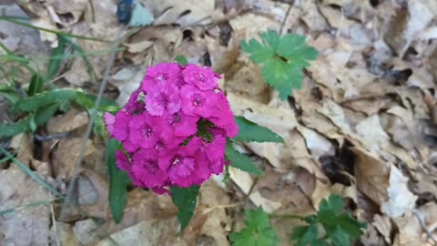Sweet William