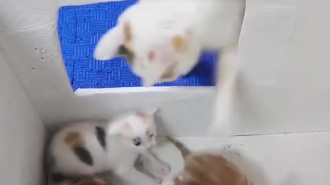 Cat Funny videos