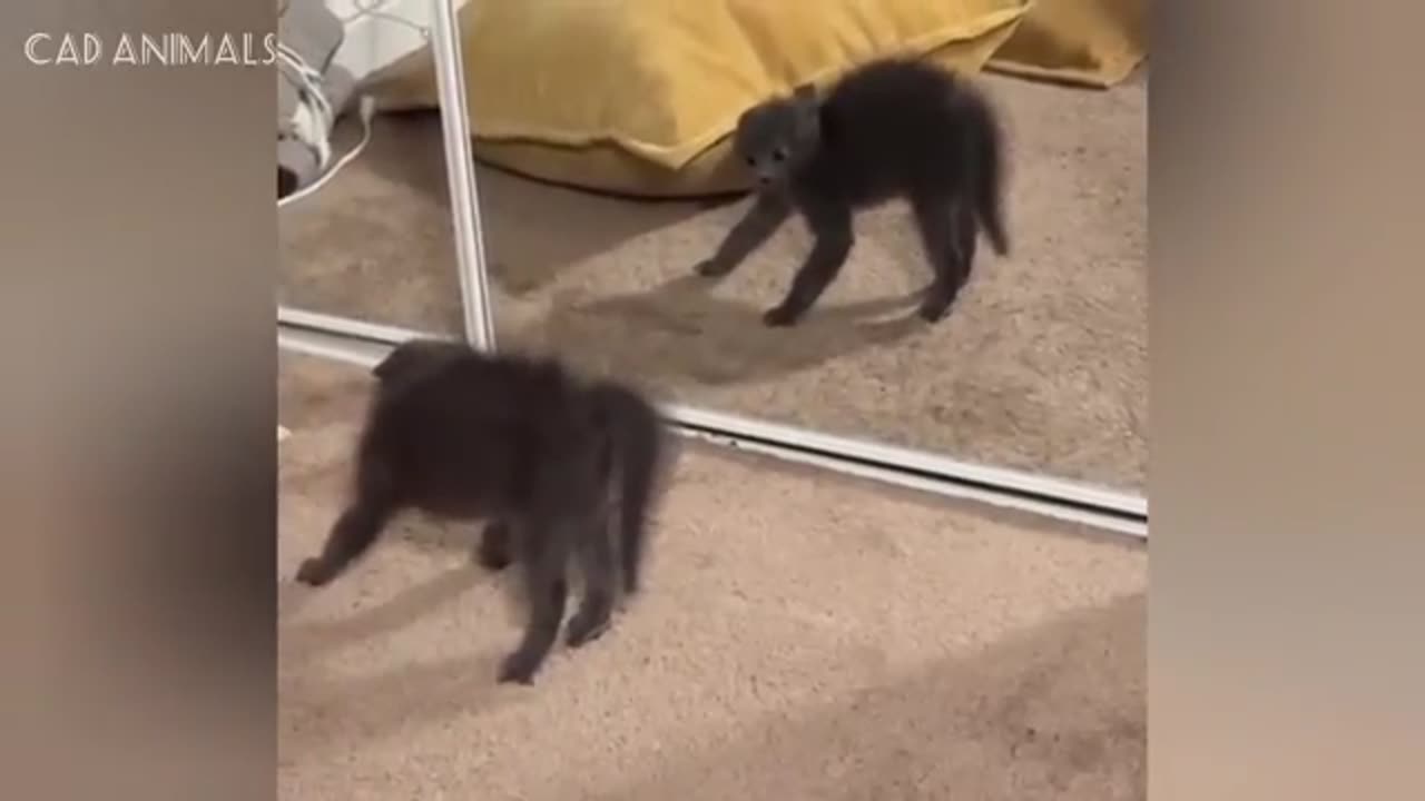TRY NOT TO LAUGH 😆 Best Funny Videos Compilation 😂😁😆 Memes.