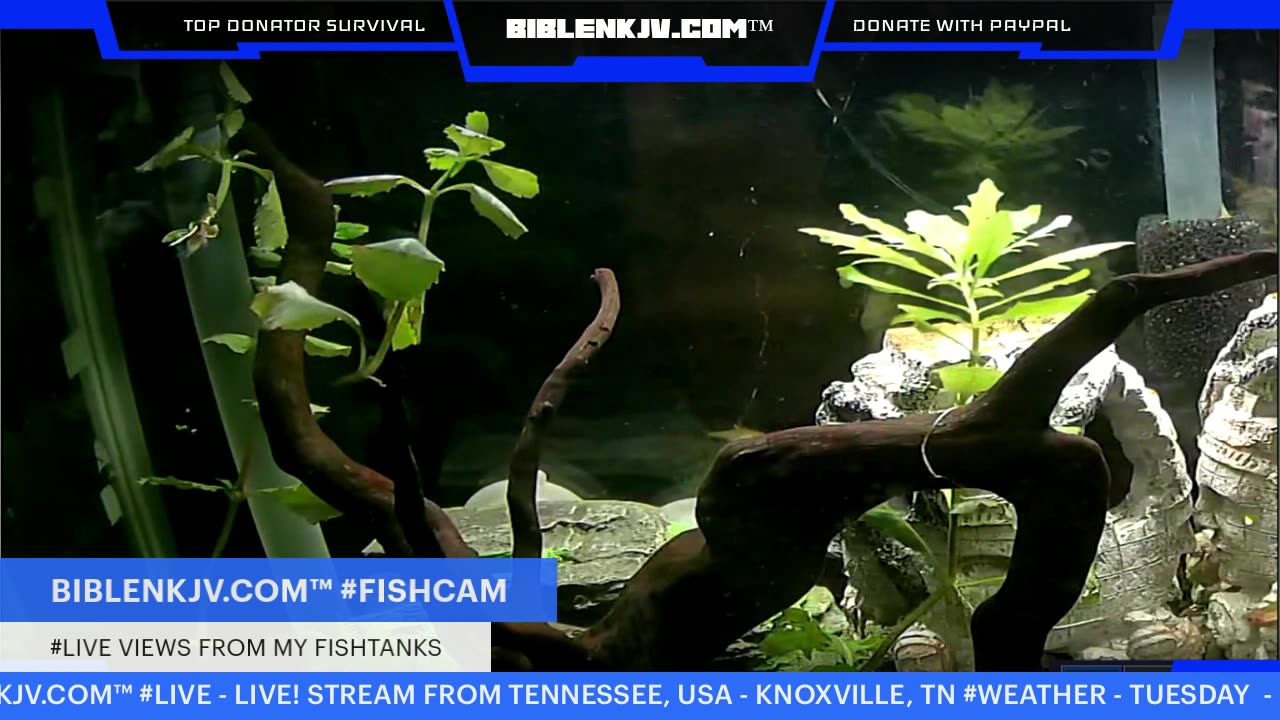 BIBLENKJV.COM™ 1/19/2026 #LIVE #FISHCAM #WEATHER