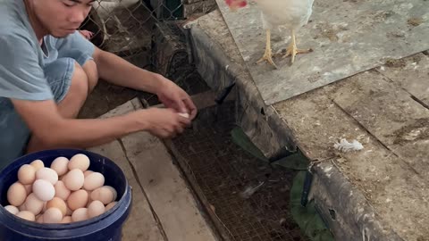 How to collect chicken eggs easily and quickly