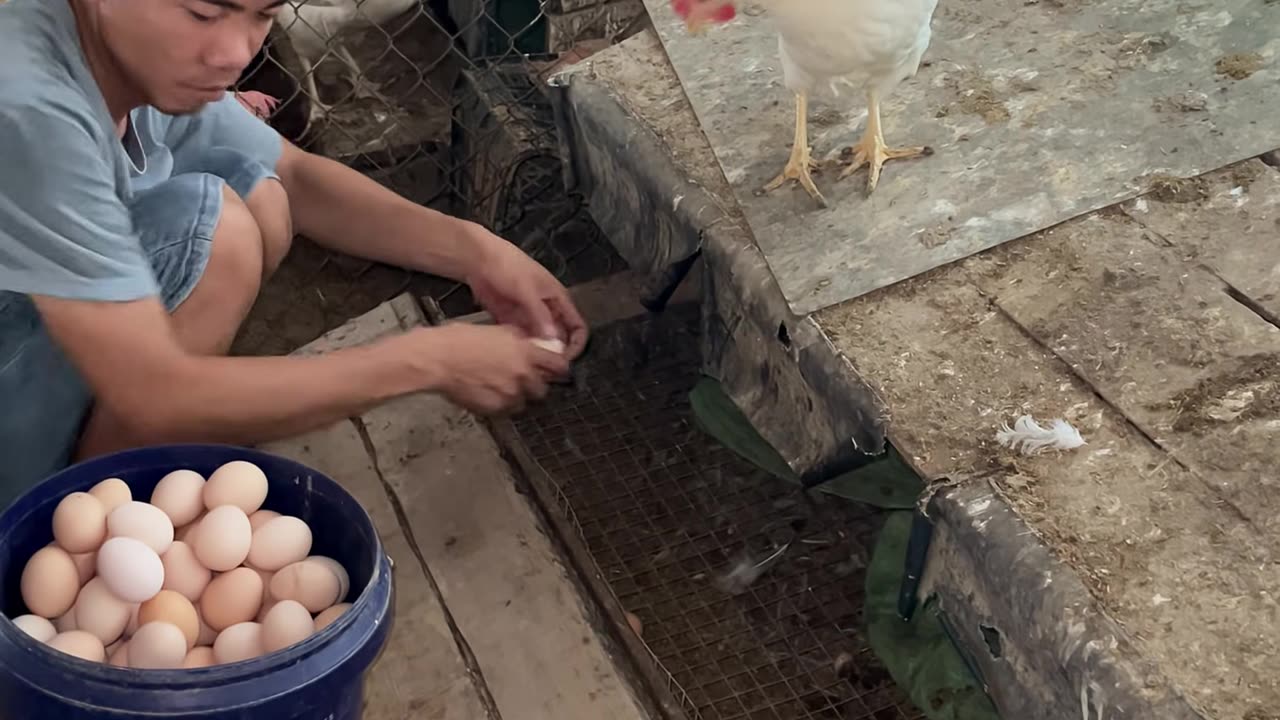 How to collect chicken eggs easily and quickly
