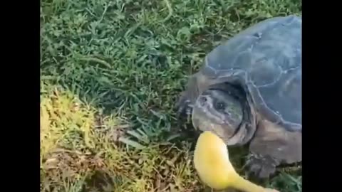 Guy Tried To Feed a Snapping Turtle 🐢.. WATCH TILL THE END 😂