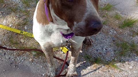 Cecily 6y A868467 Panda 3y A857167 kennel 53 pod 2 PACC shelter on day trip 20250513 152640487