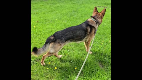 Virgil the sable german shepherd.