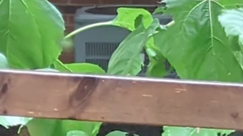 Cirque du Squirreil