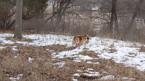 Heidi in her forest