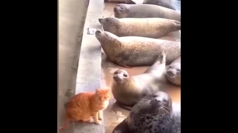 "Crazy Cats & Goofy Dogs – Ultimate Funny Moments!"