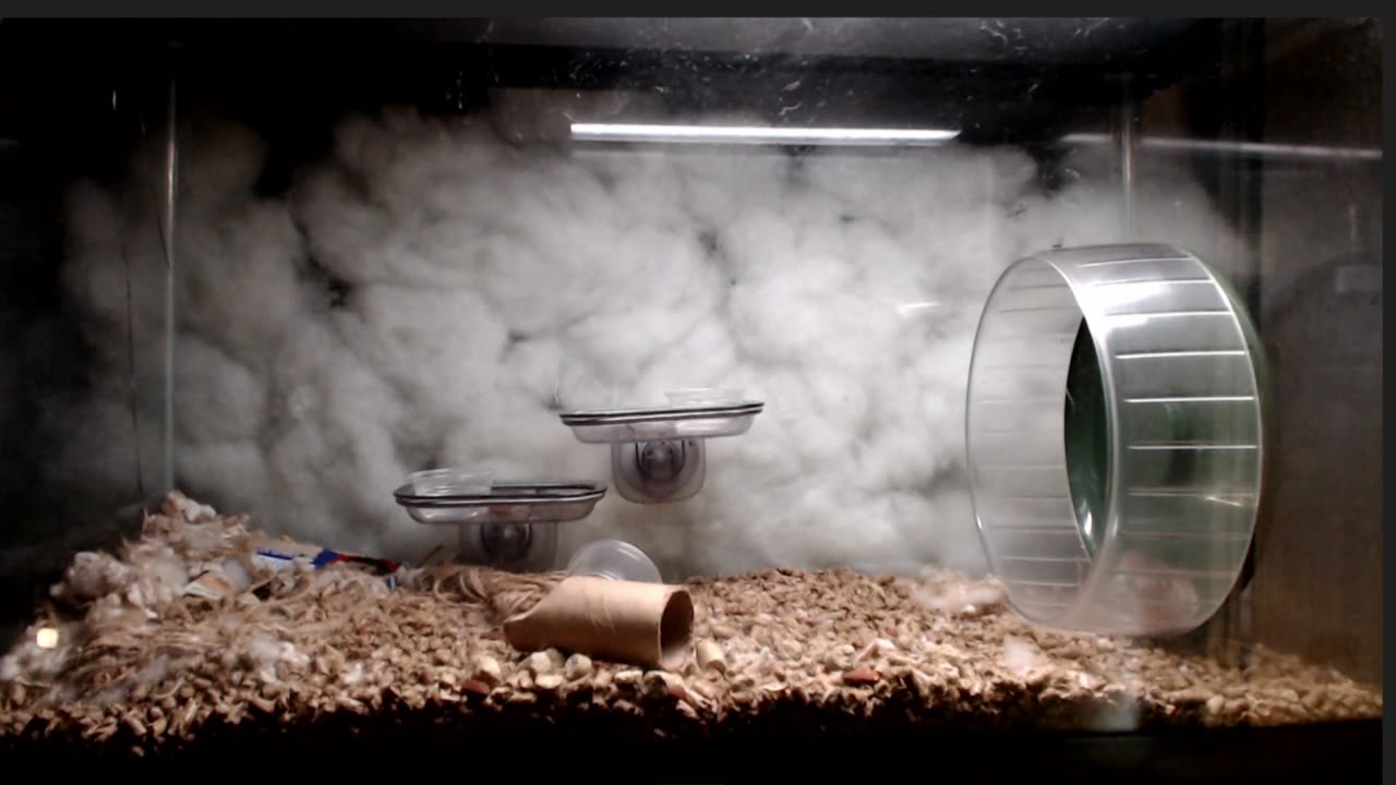 High Velocity Deer Mice (Peromyscus) and Brown Rat enclosure, Shadow radio episodes