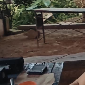 🇧🇴 TRABAJO EN COROICO 👉 La Yunga Boliviana ► Como es ❓❓ #2 #shorts