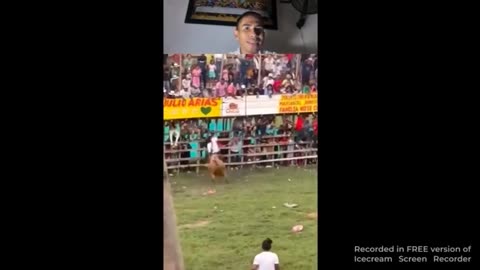 ANGRY BULL