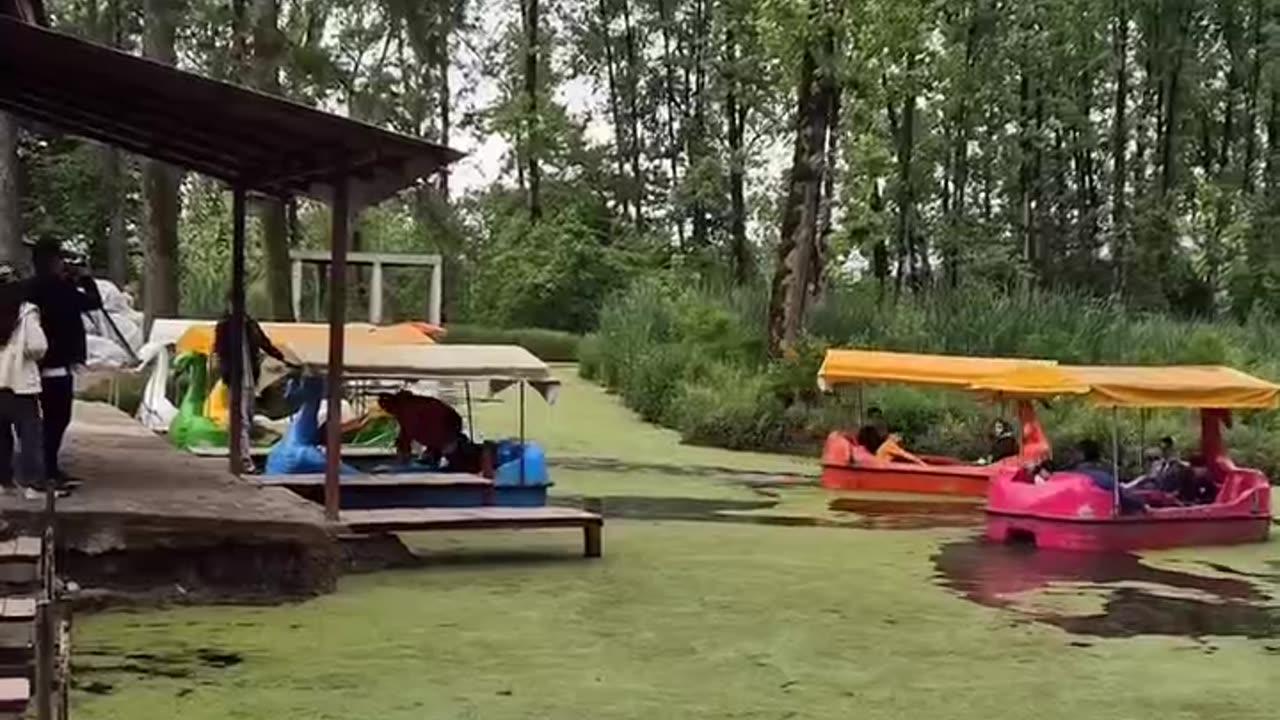 Boating in the dreamy swamp of Saravan
