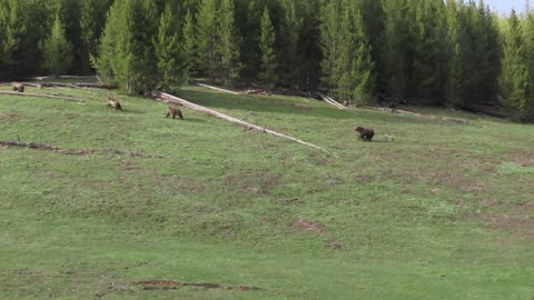 Mama Bear Protects Her Cubs From Boar Grizzly