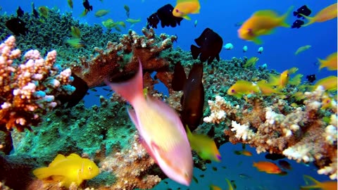 Relaxing Coral Reef Music An ASMR Inspired Escape #sea #music