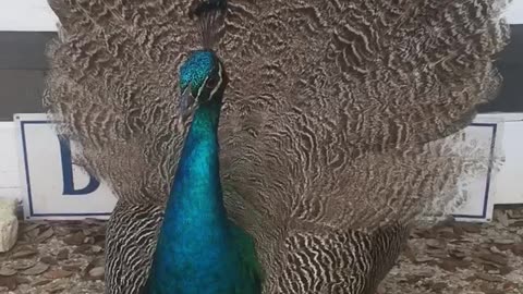 peacock displaying his feathers