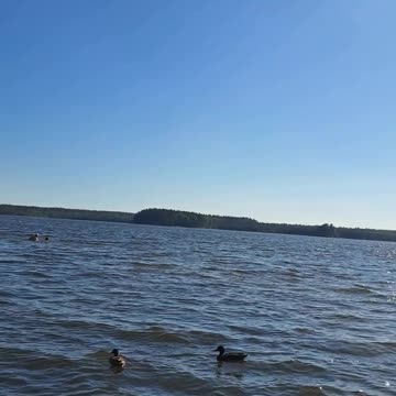 Ducks Enjoying Warm Lake! Overheated? Dive In! 🦆