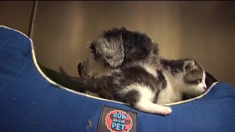 South Carolina Dog Saves Kitten