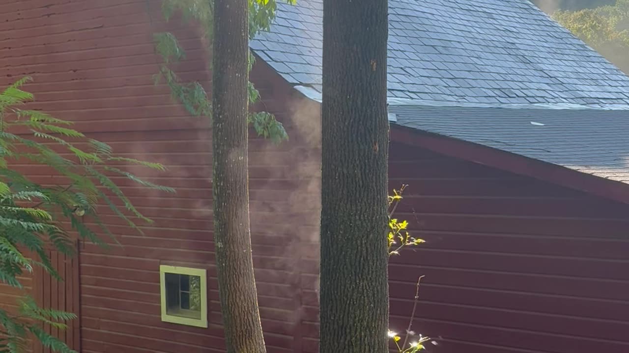 Morning Steam Coming Through the Trees 🌳