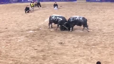 Cattle king Competition