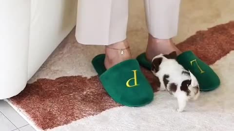 Cute little guy