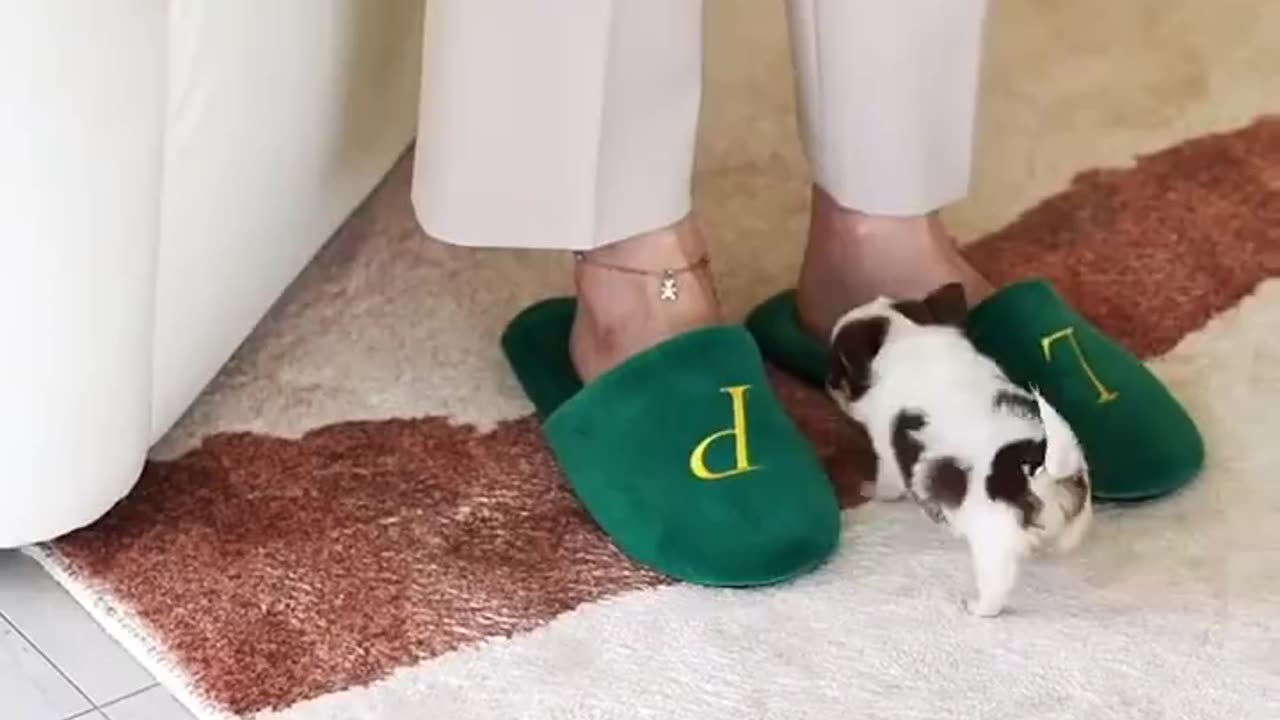 Cute little guy