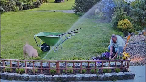 Dog Pranked Owner…. Big Fail