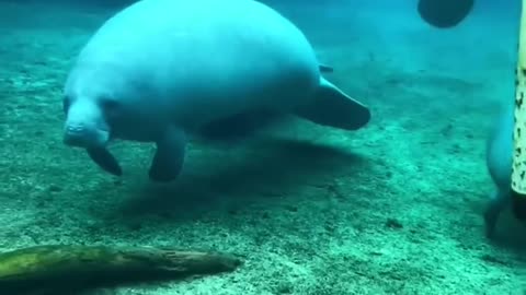 O adorável peixe-boi