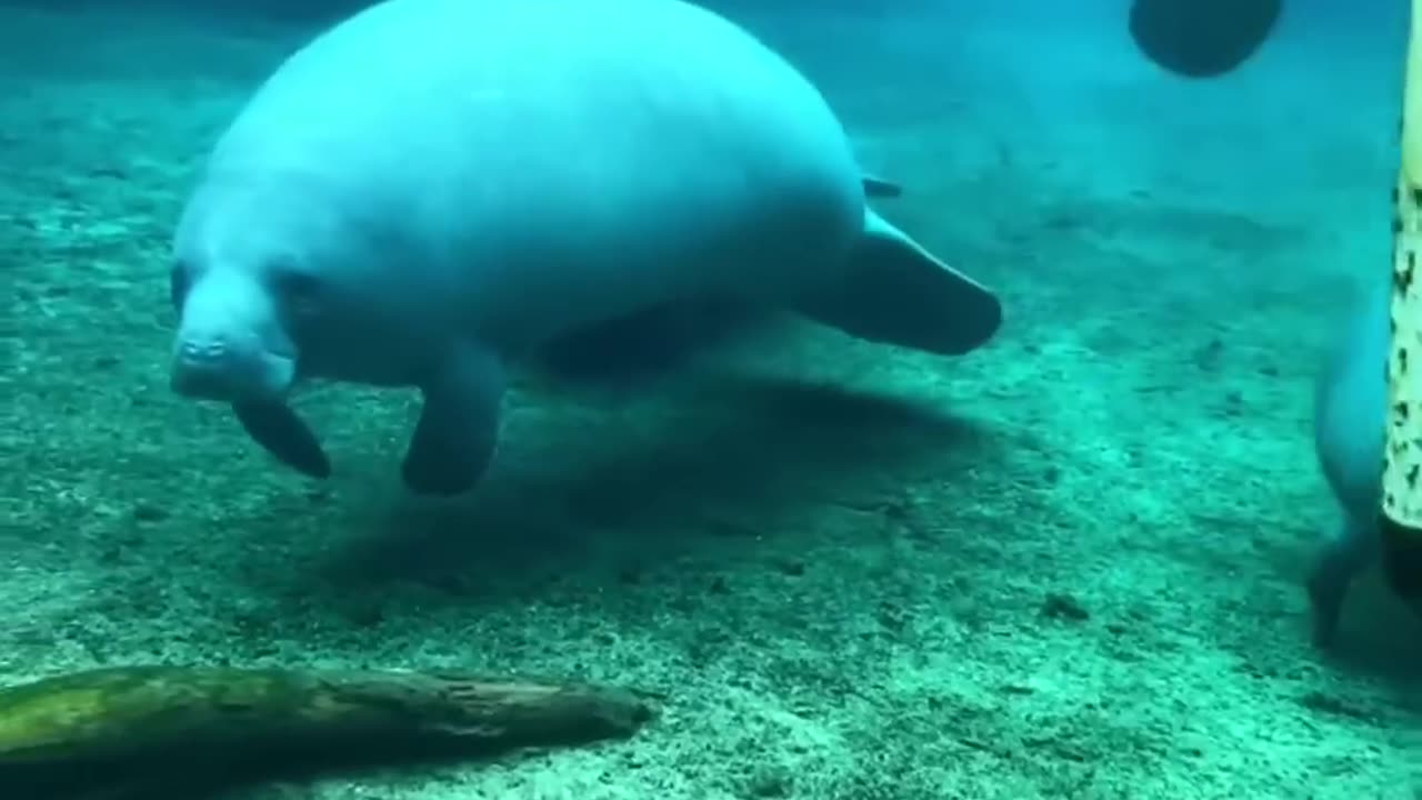 O adorável peixe-boi