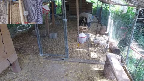 Chicken Live Stream