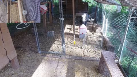 Chicken Live Stream