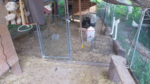 Chicken Live Stream