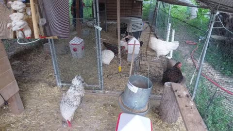 Chicken Live Stream