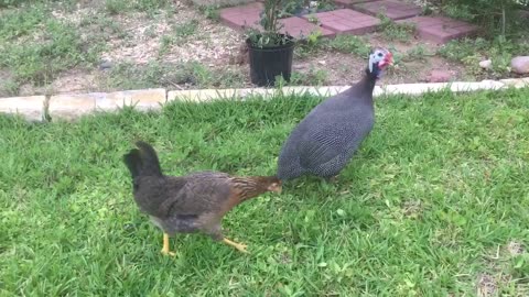 Male guinea fowl sounds and call