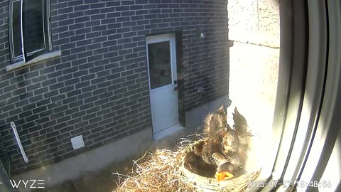 Nestlings1