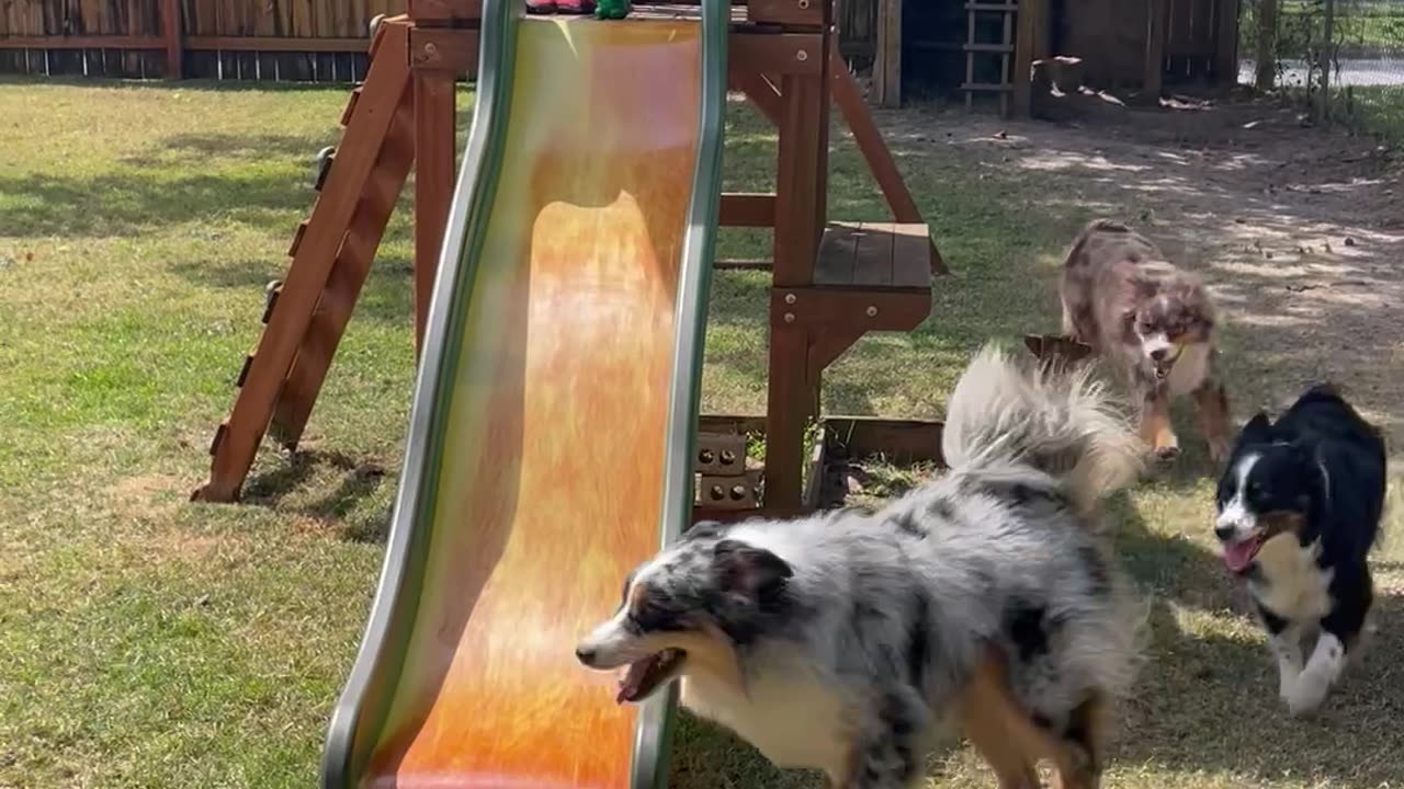 Australian Shepherd Attempts Slide Climb