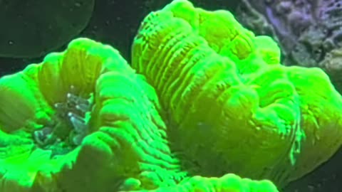 WHO’S THAT CORAL?! 🪸 Test Your Reef Knowledge! (Episode 4)